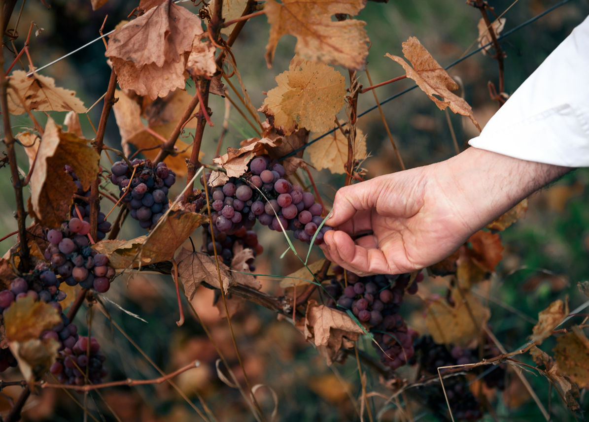 Alsatian vineyard and grape clusters
